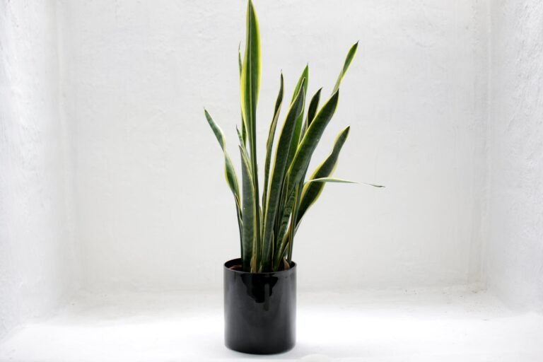 photo of green snake house plant