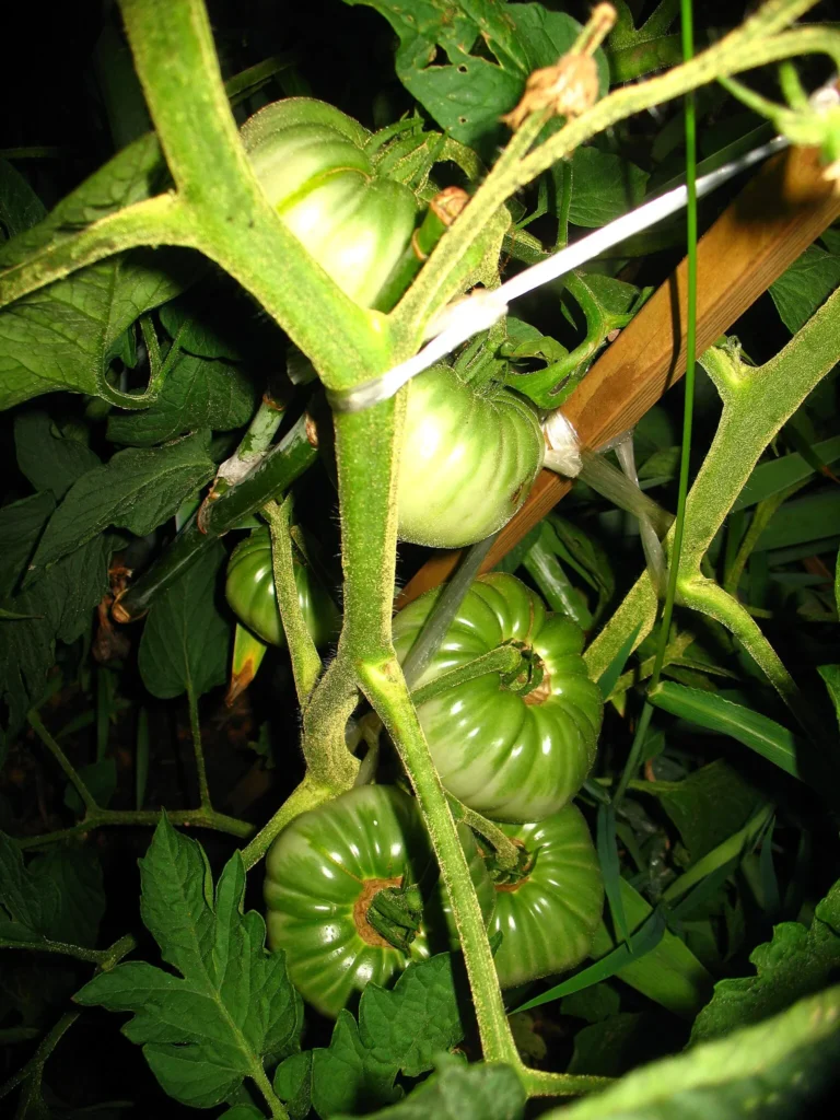 Brandywine Tomato Plant