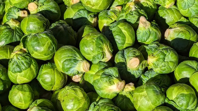 Cultivating Brussels Sprouts: Guide to Growing Brussels Sprouts