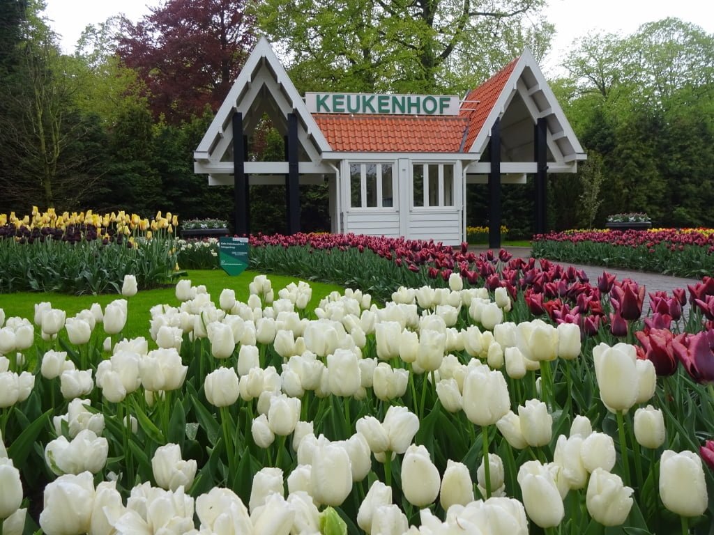 Keukenhof 28255605148