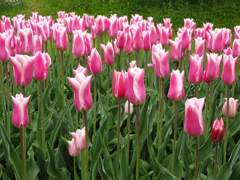 Keukenhof 40321098670