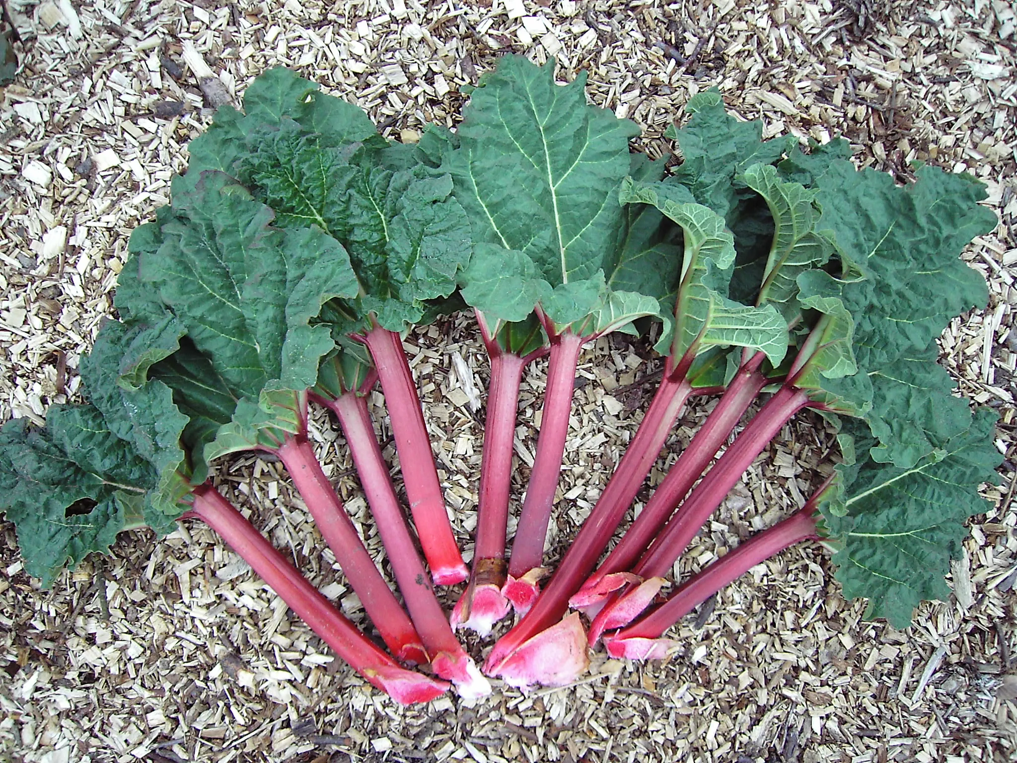 Rhubarb stalks