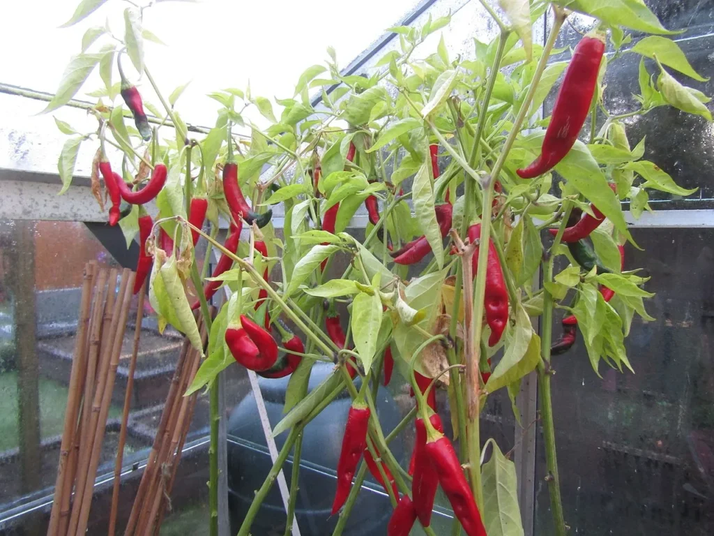Cayenne Peppers: Tricks to Fire Up Your Garden 2 cayenne peppers