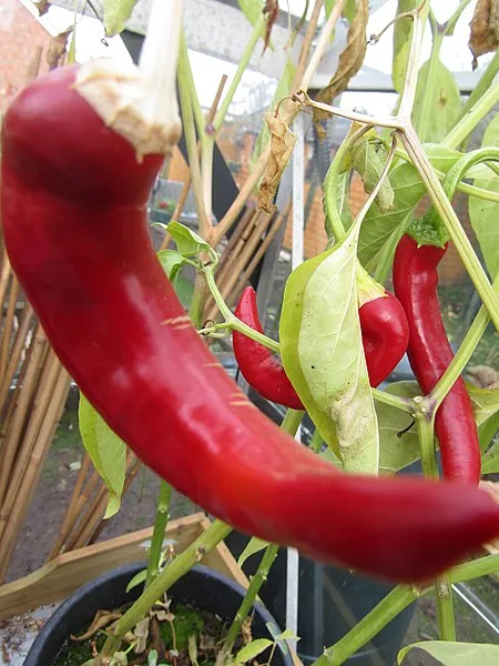 Cayenne Peppers: Tricks to Fire Up Your Garden 3 cayenne peppers 2