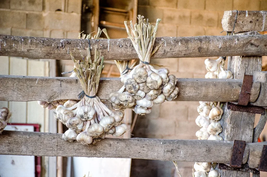 Guide to Growing Garlic: From Clove to Culinary Delight 6 garlic harvest hanging