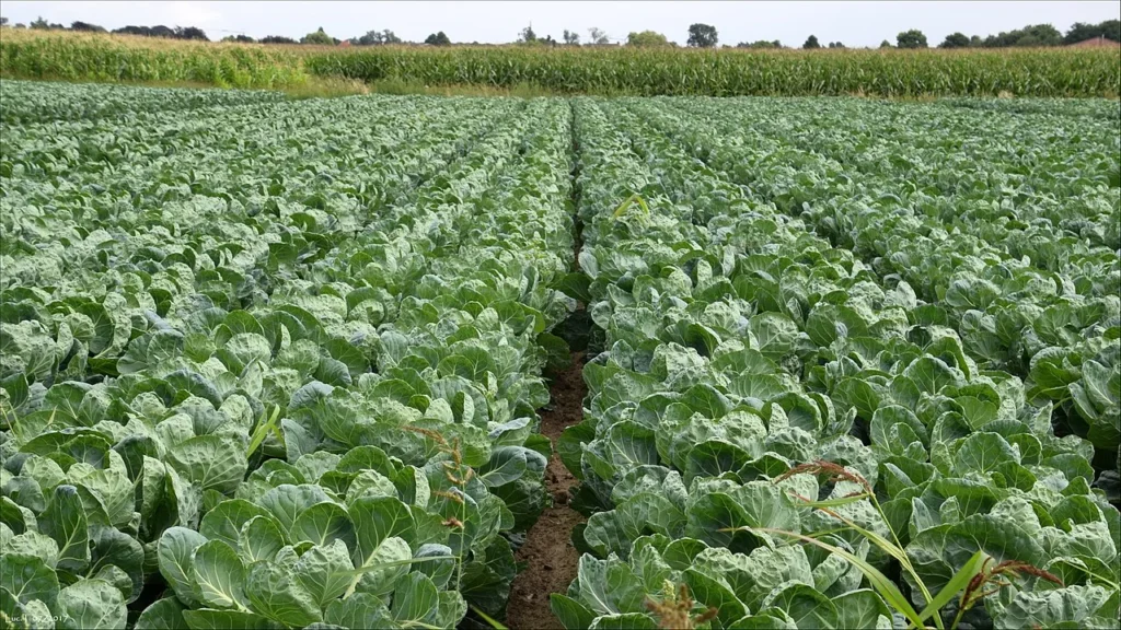 growing brussels sprouts