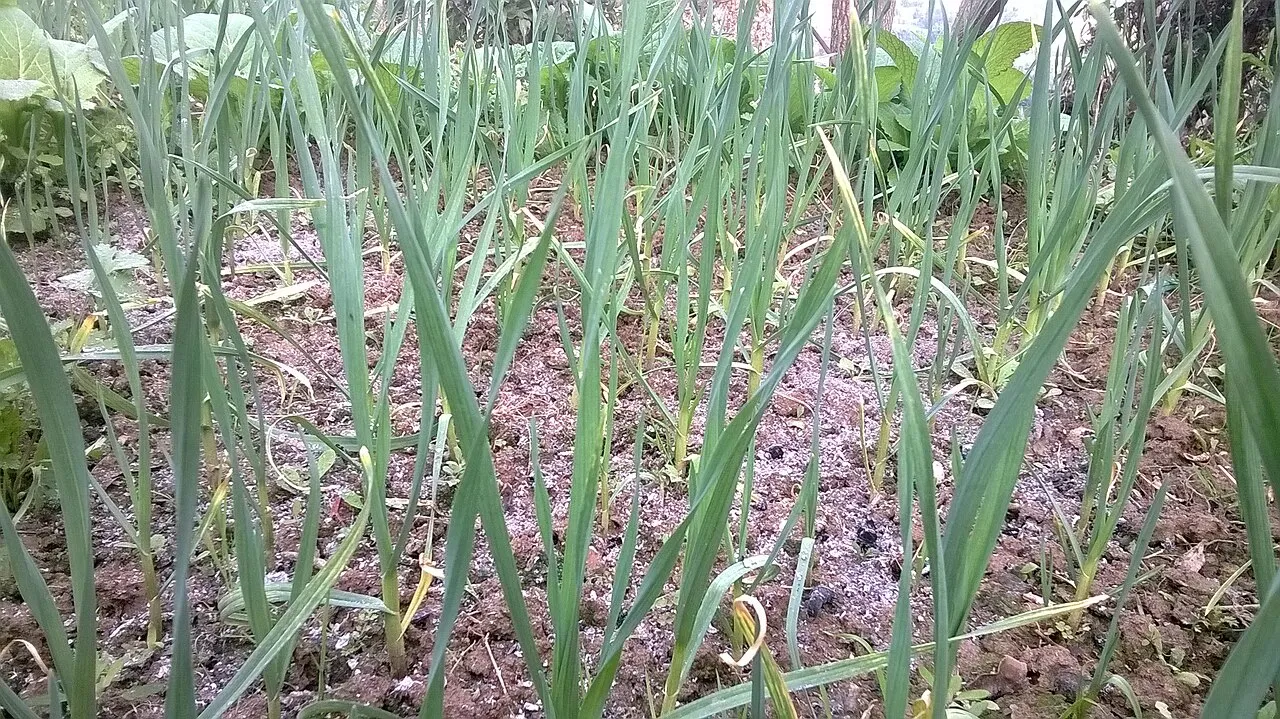 growing garlic field