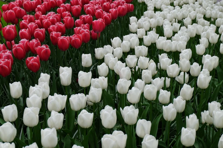 Keukenhof: A Symphony of Colour in the Heart of the Netherlands