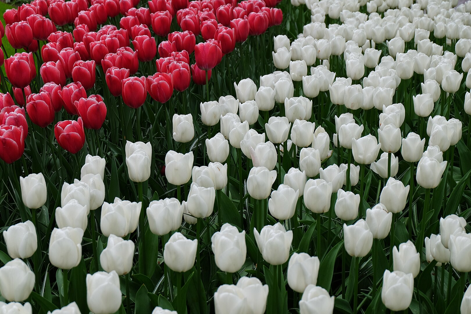 keukenhof tulip garden 2