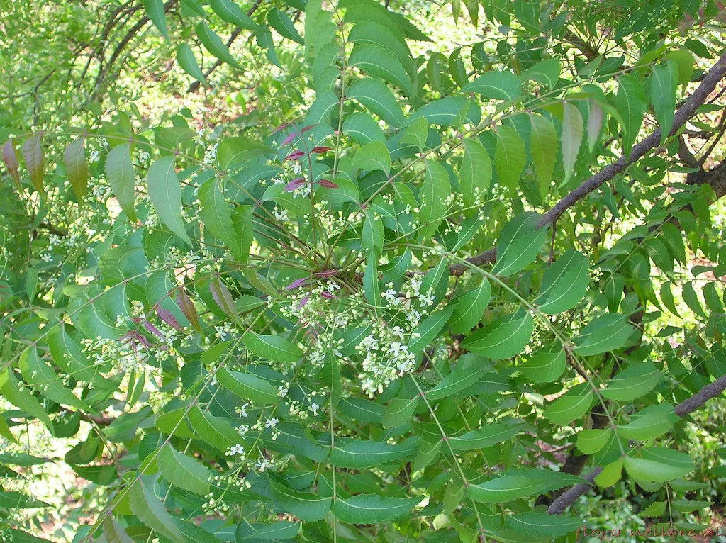 neem tree