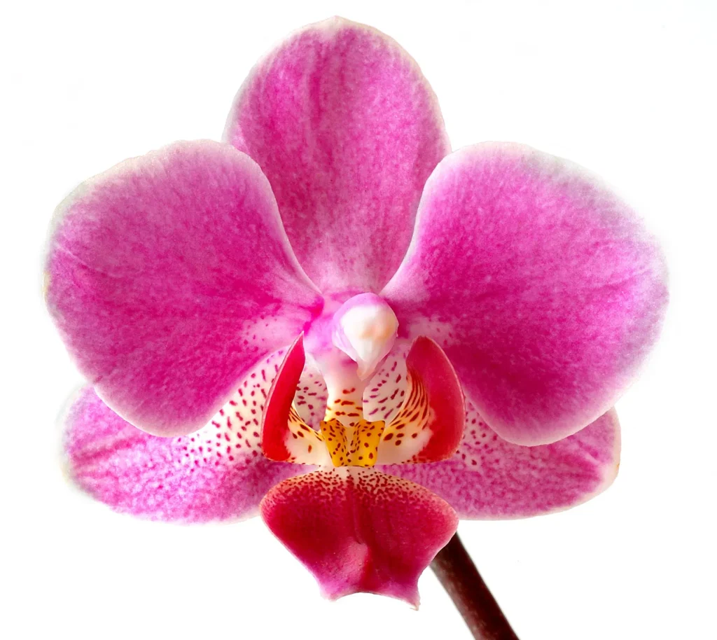 orchid for orchid oasis