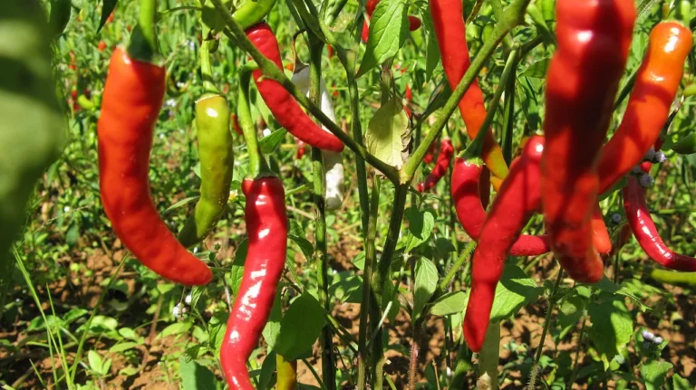 Chili Peppers: A Dash of Heat