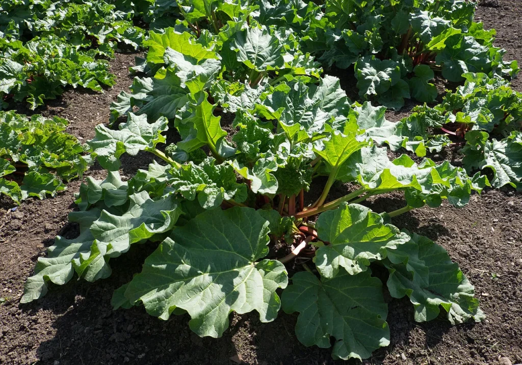 rhubarb plant