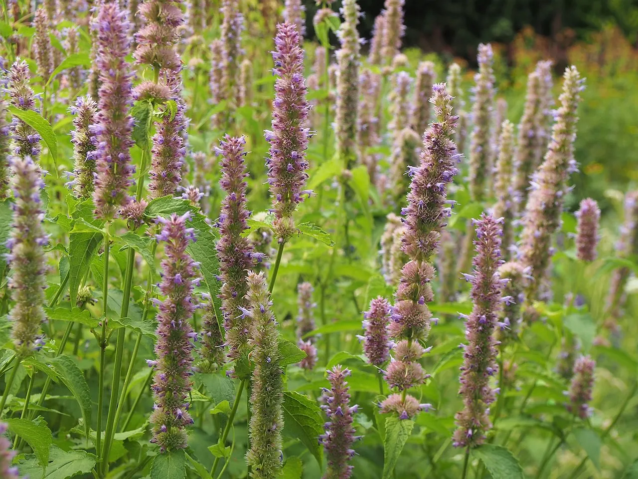 Agastache