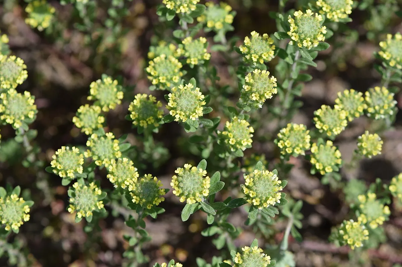 Alyssum