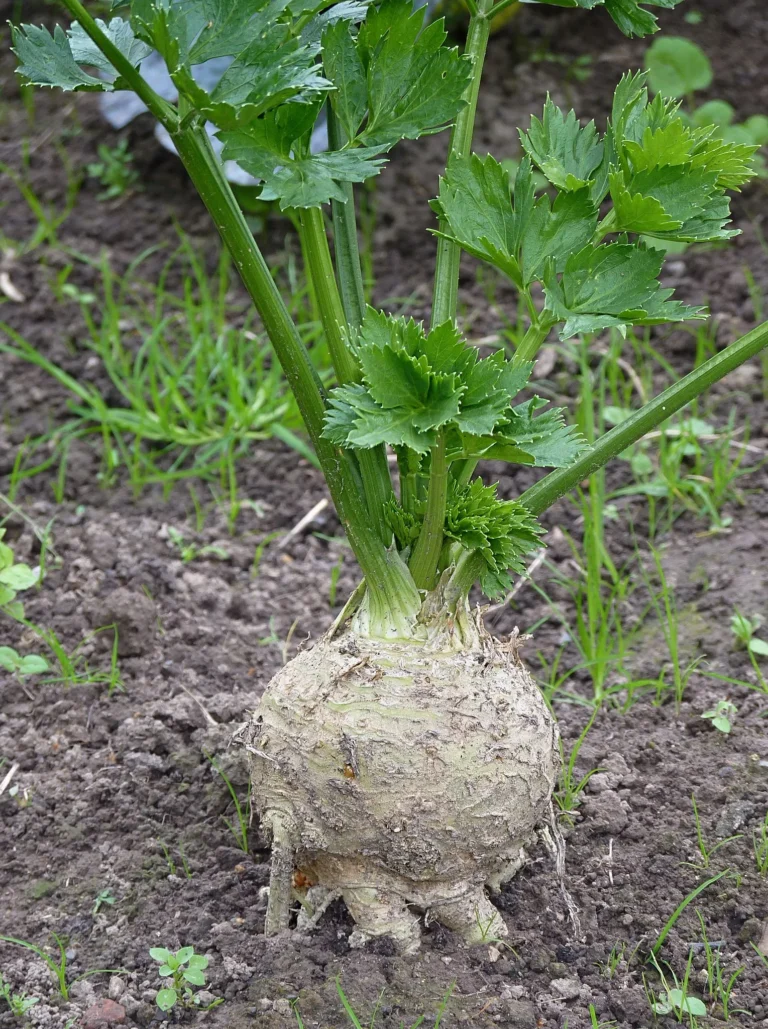 Growing Celeriac: The Unsung Hero of the Root Vegetable Garden