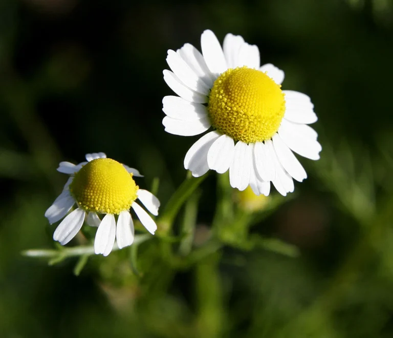 Chamomile: A Haven for Gardeners and Tea Lovers