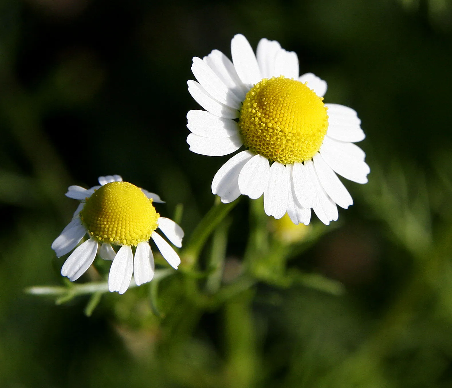 Chamomile