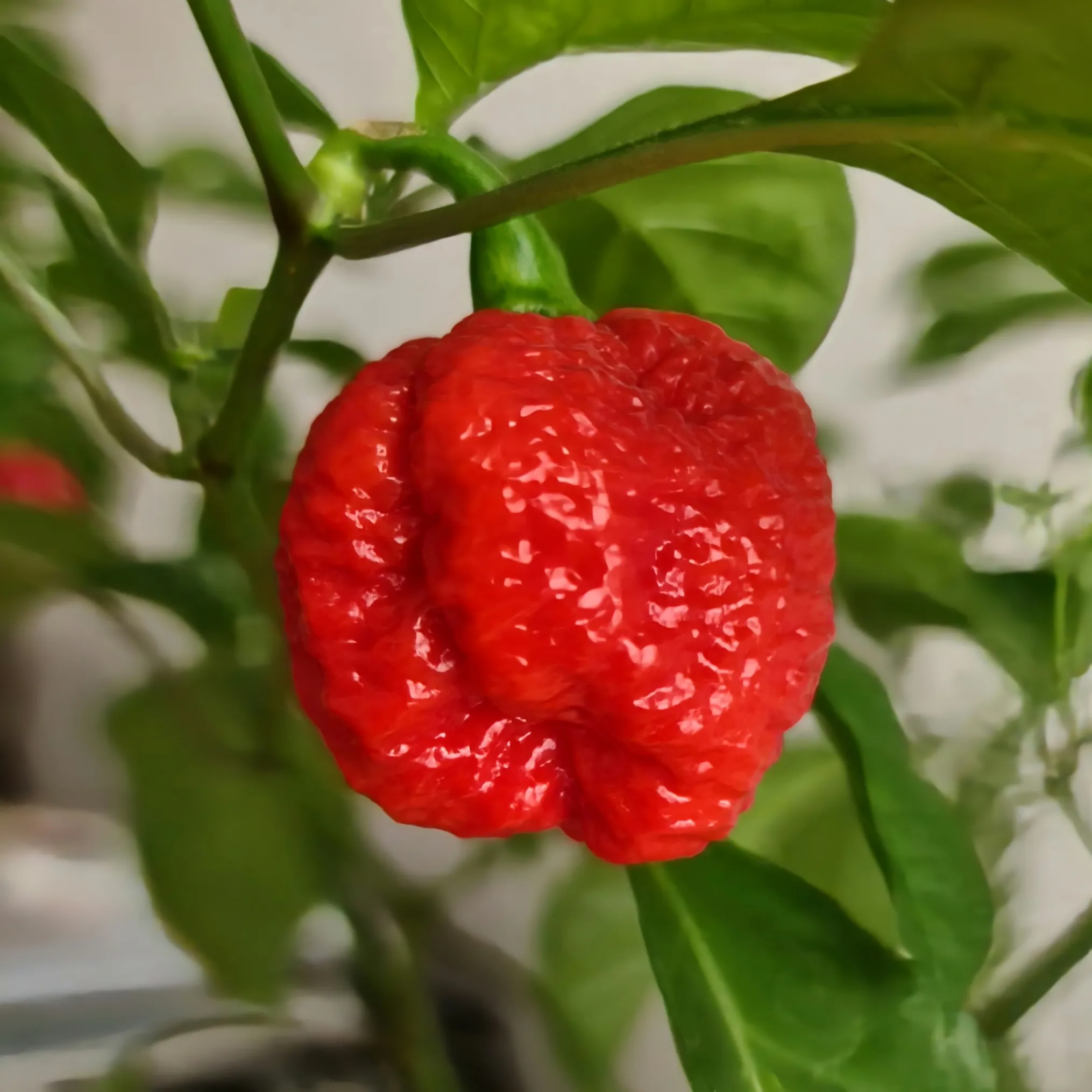 Dragons Breath Pepper