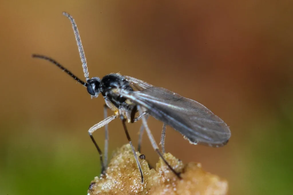 Fungus gnat