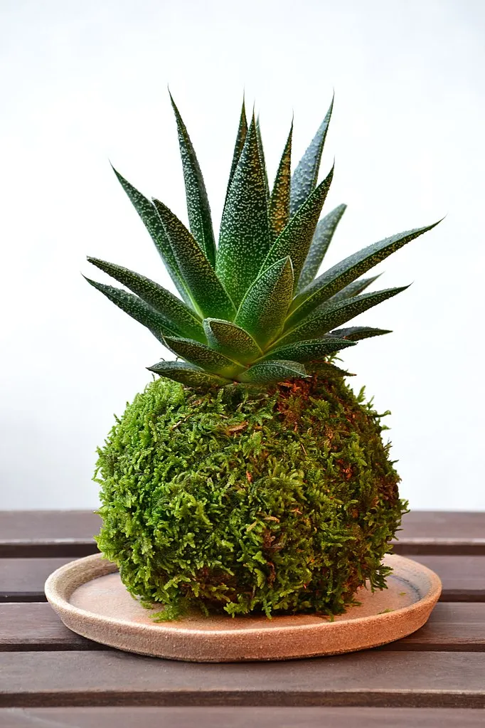 Kokedama Haworthia