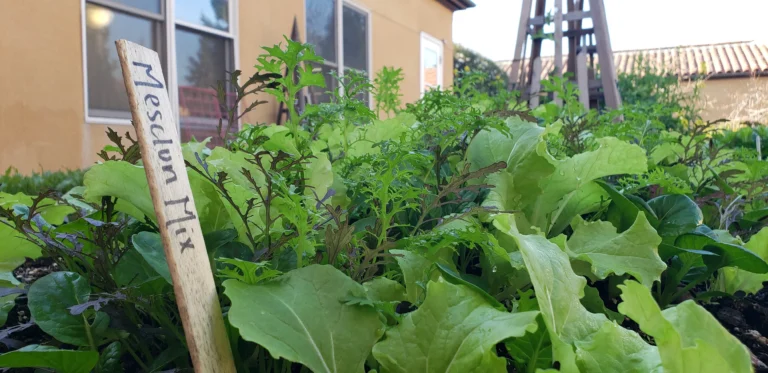 Growing Mesclun: A Gardener’s Guide to Gourmet Salad Greens