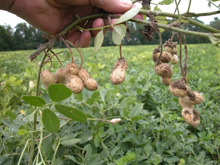 Growing Peanuts: A Gardener’s Guide to Harvesting Homegrown Nuts