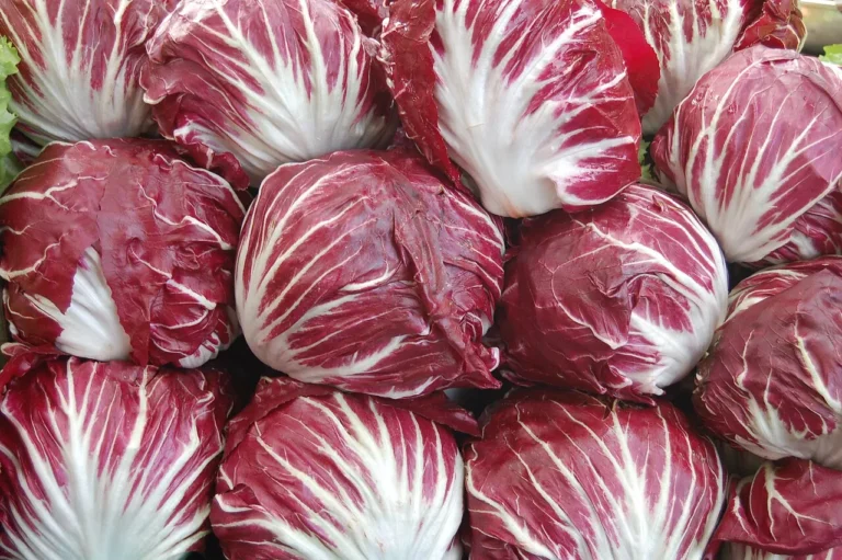 Radicchio: The Gardener’s Guide to This Chicory Charm