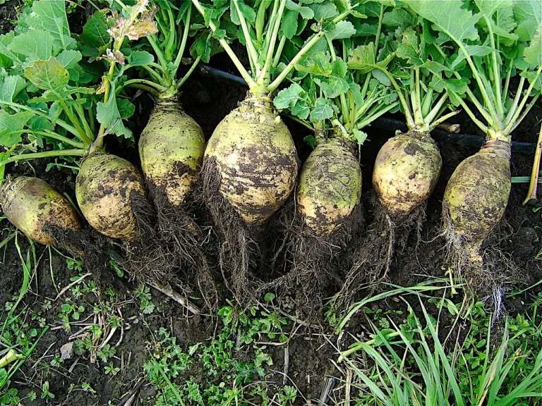 Rutabaga: A Gardener’s Guide to the Underrated Root