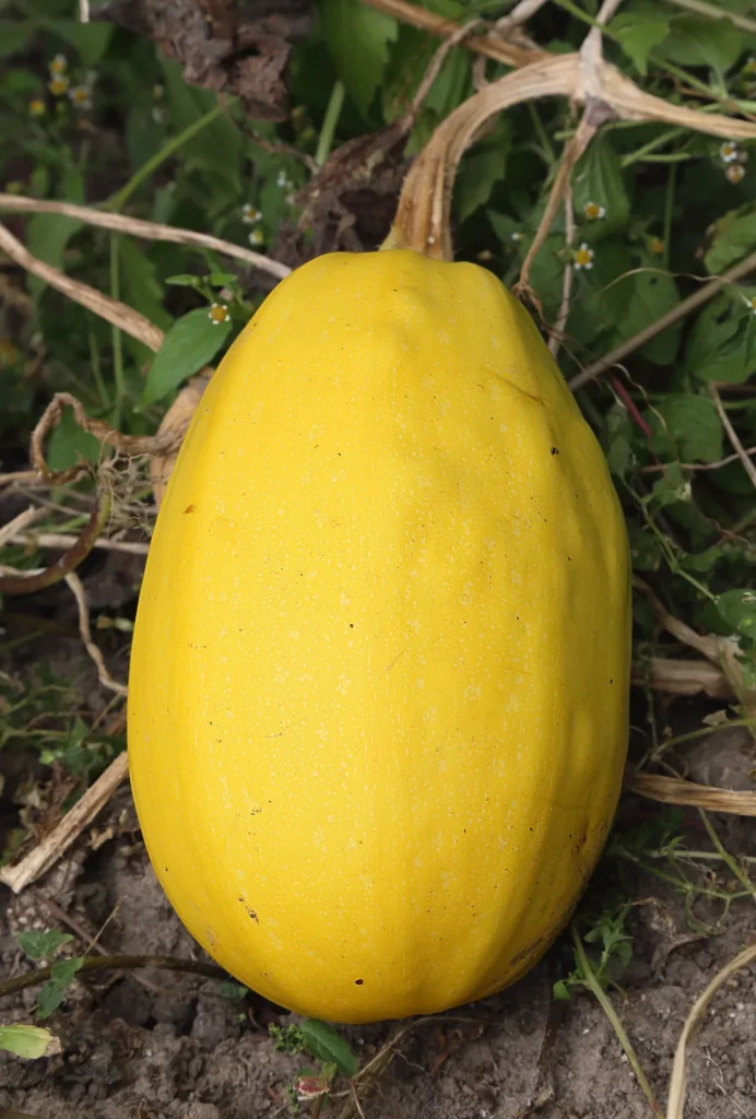 Spaghetti squash 2