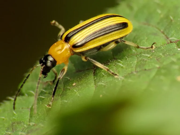 Battling Cucumber Beetles: Strategies for Protecting Your Garden