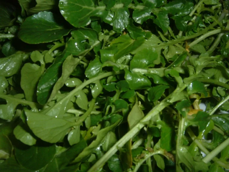 Watercress: A Guide to Cultivating Nature’s Peppery Green