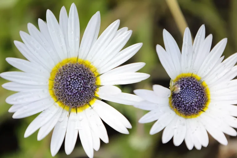 Cultivating African Daisy: A Guide to Vibrant Blooms