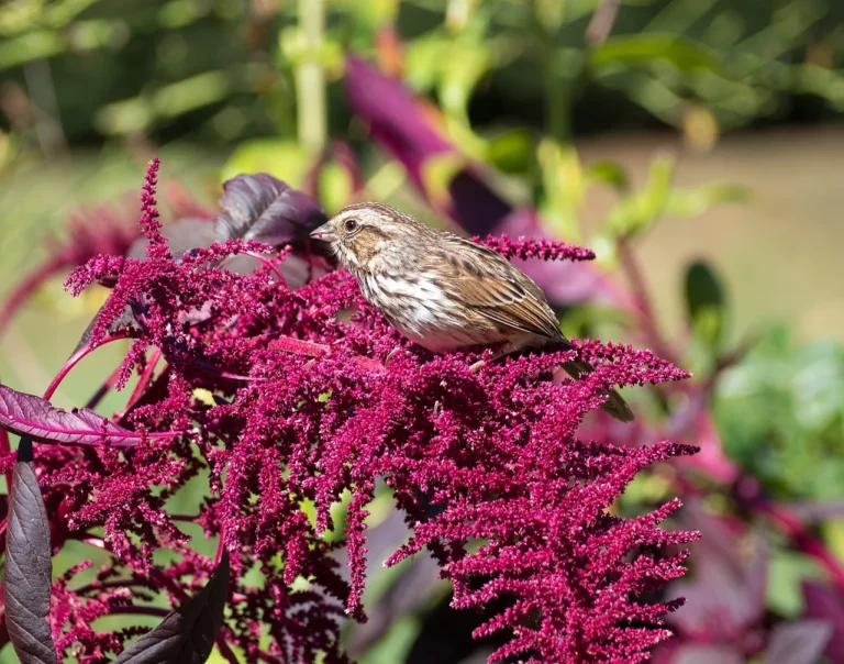 Growing Amaranth: A Comprehensive Guide to Cultivating the Ancient Superfood