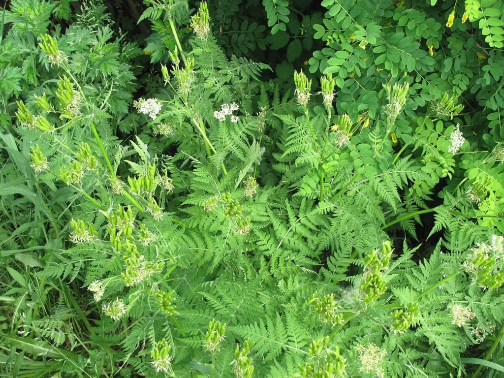 Cultivating Anise: A Comprehensive Guide for Gardeners 2 anise