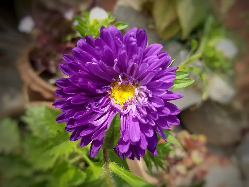 aster flower