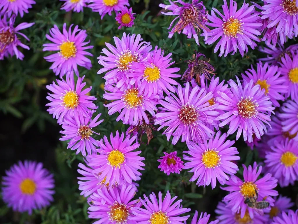 asters 2