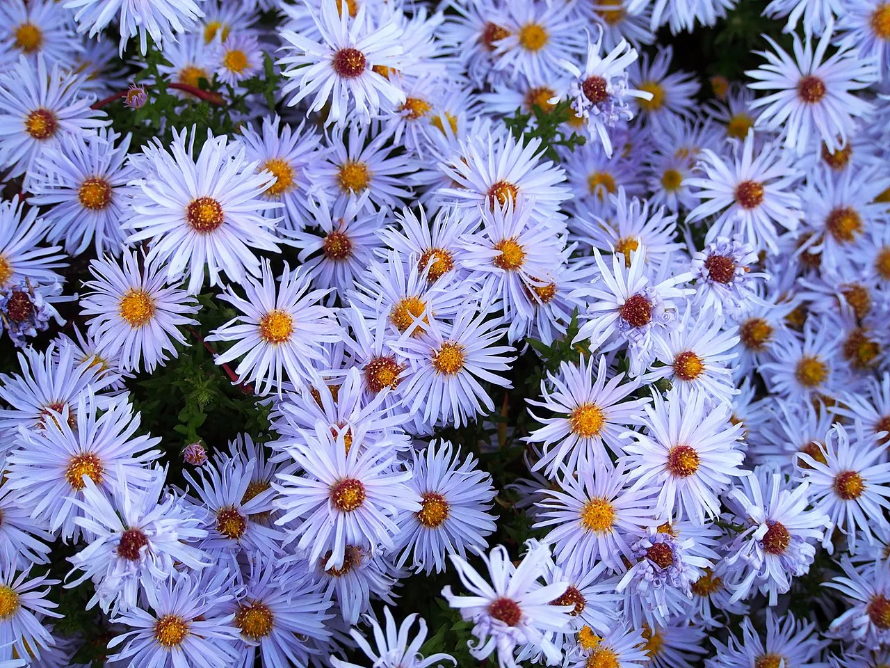 asters