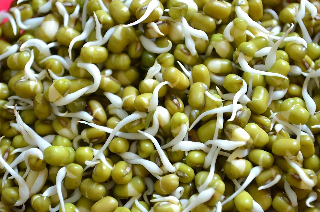 bean sprouts