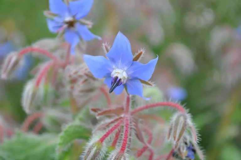 Embracing Borage: A Gardener’s Guide to Growing Starflower