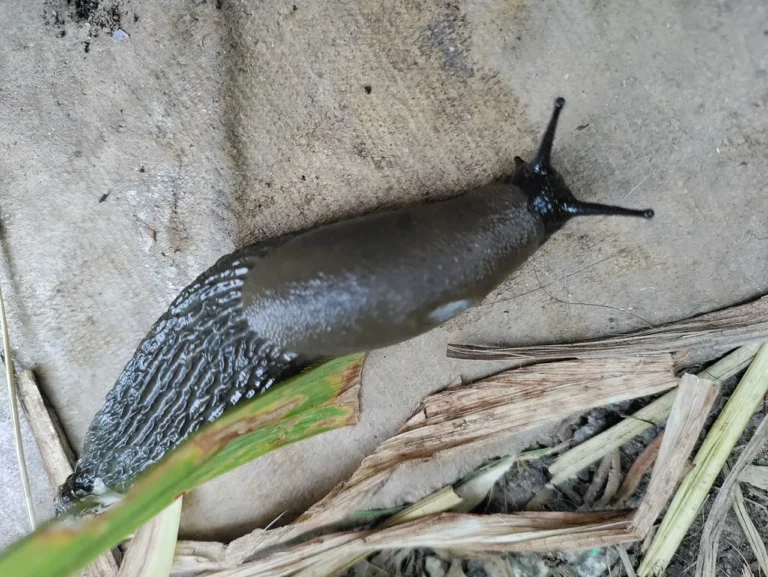 Slugs: Navigating the Slimy Trails