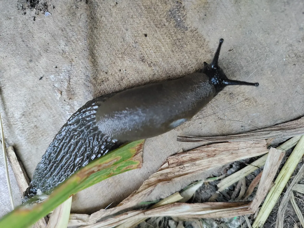 brown slug