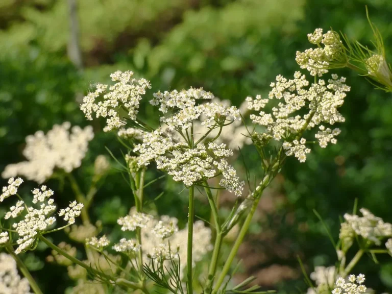 Cultivating Caraway: A Gardener’s Guide to Growing and Using Caraway