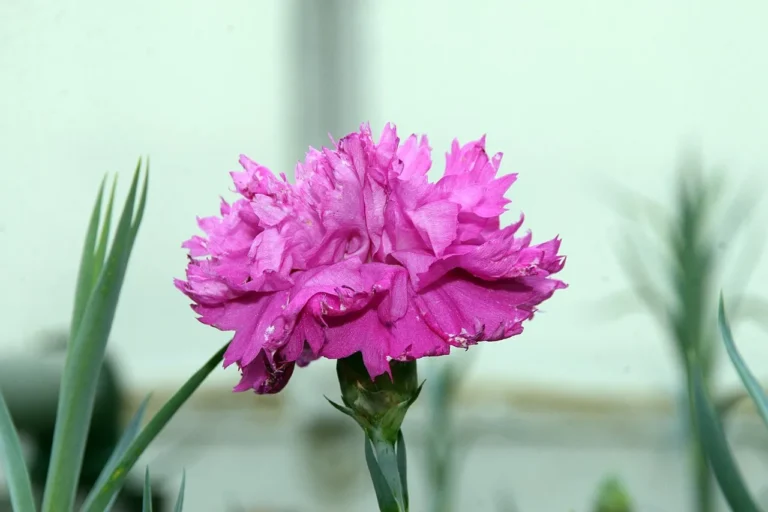 Growing Carnations: A Comprehensive Guide for Garden Enthusiasts