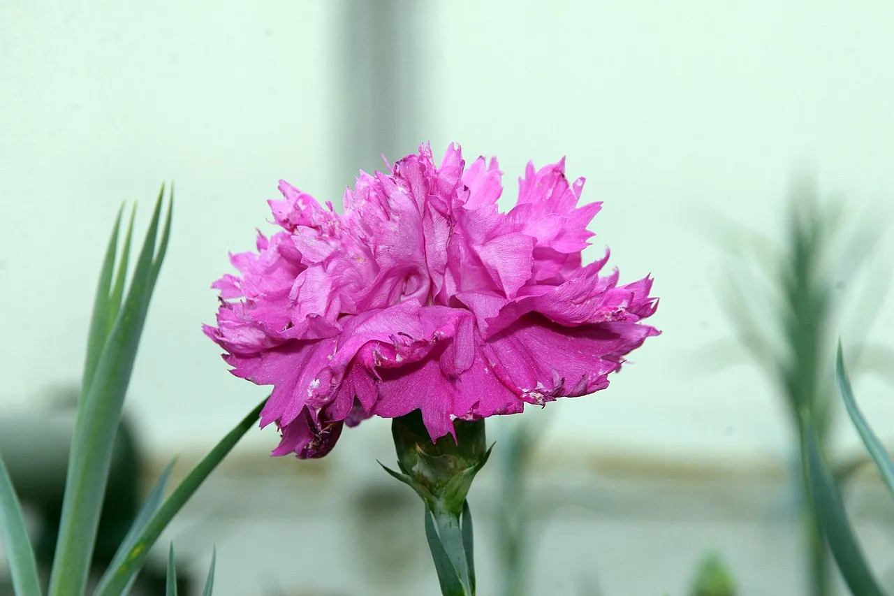 carnation