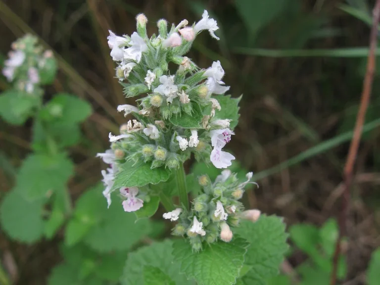 Catnip: From Seed to Sprout to Spoiling Your Feline