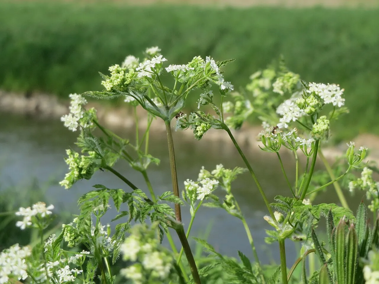 chervil