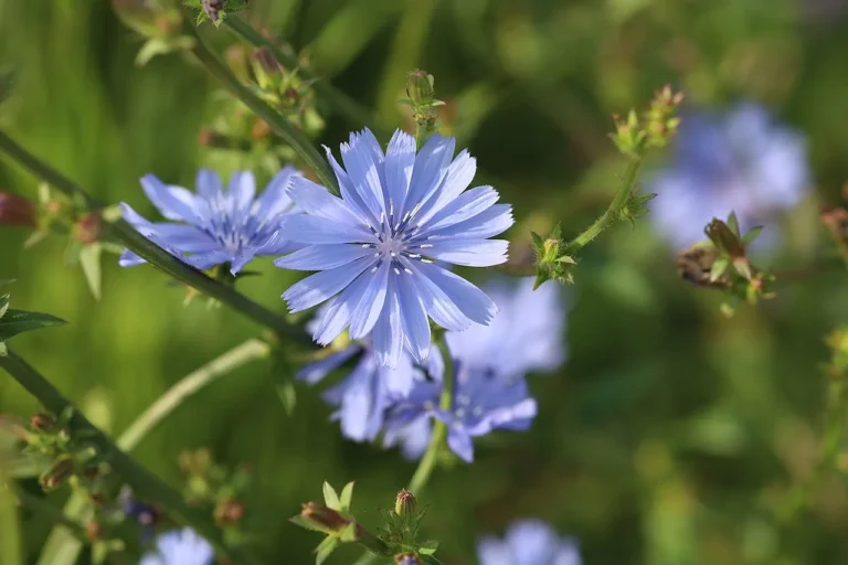 Growing Chicory: A Guide to Cultivating This Bitter Beauty in Your Garden