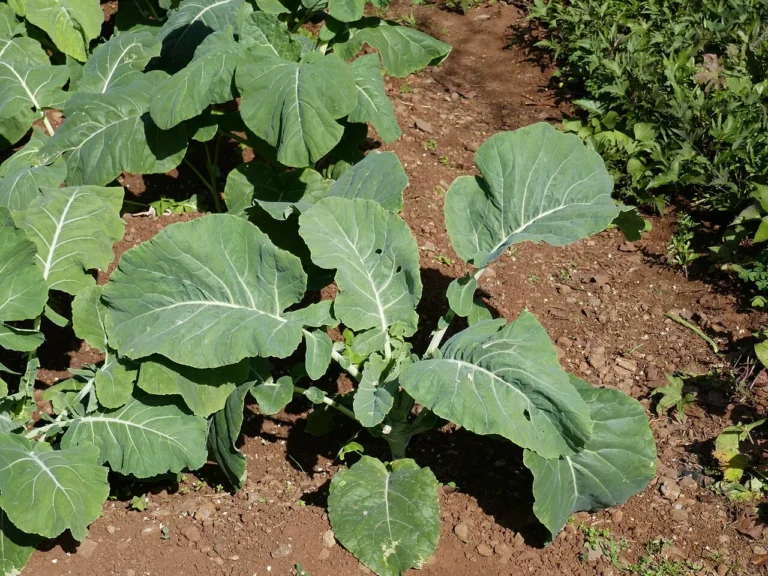 Growing Collard Greens: A Gardener’s Guide to a Southern Staple