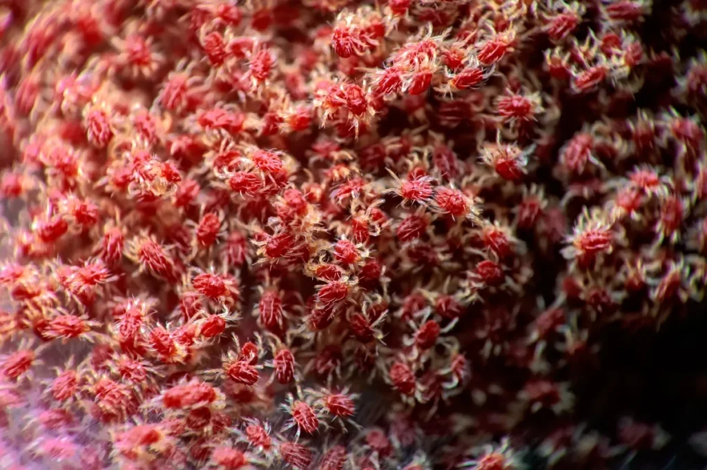 colony of red spider mites